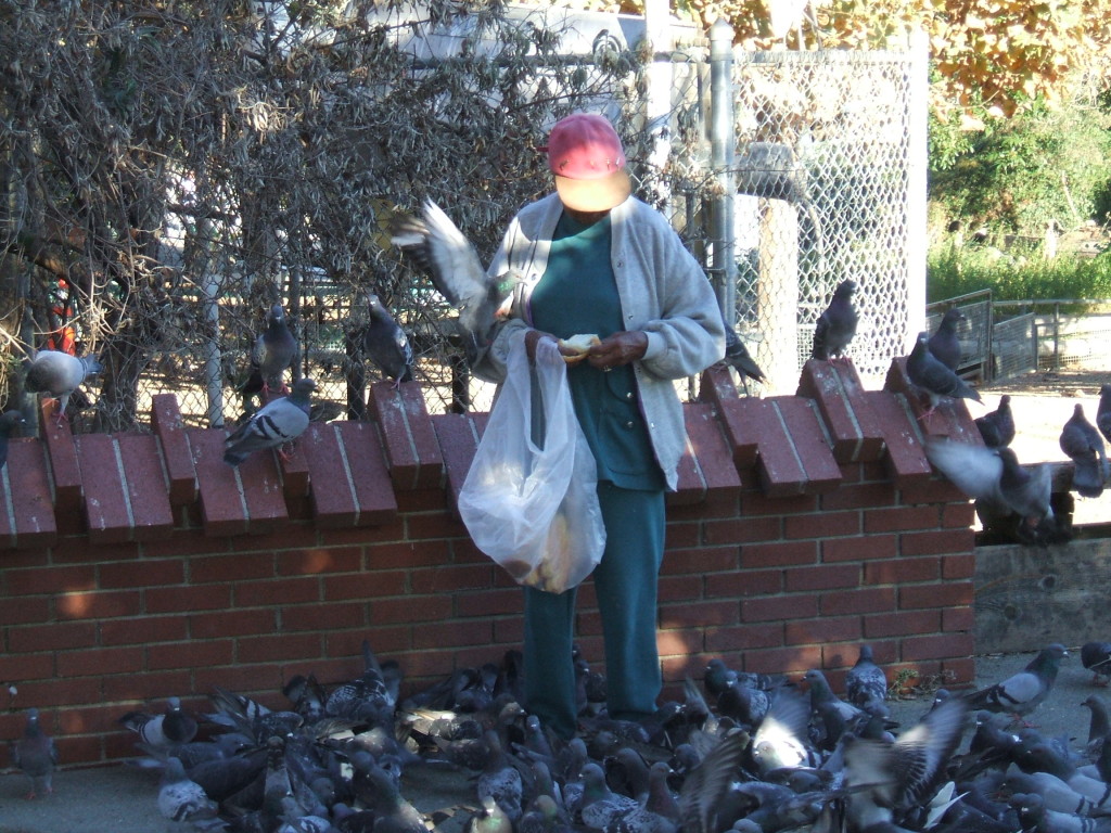 Birds